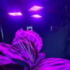 108LED-es háromágú kihajtható növénynevelő lámpa, E27, LED UV fény